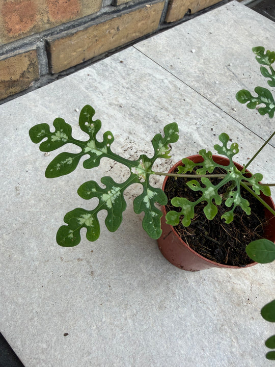 Adenia perrieri