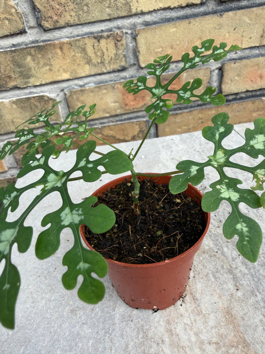 Adenia perrieri