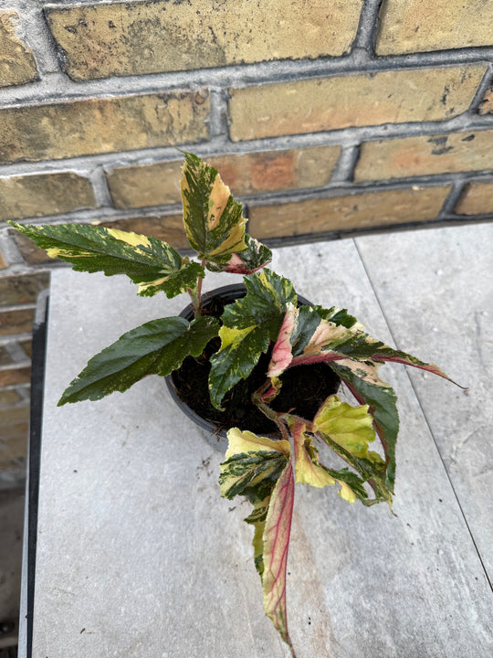 Begonia Ginny Galaxy Variegata