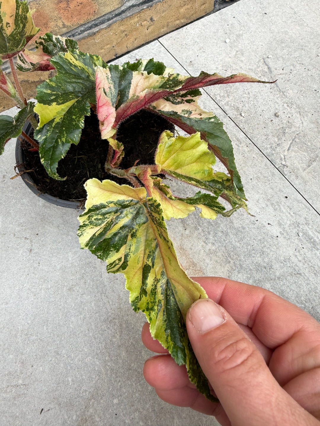 Begonia Ginny Galaxy Variegata