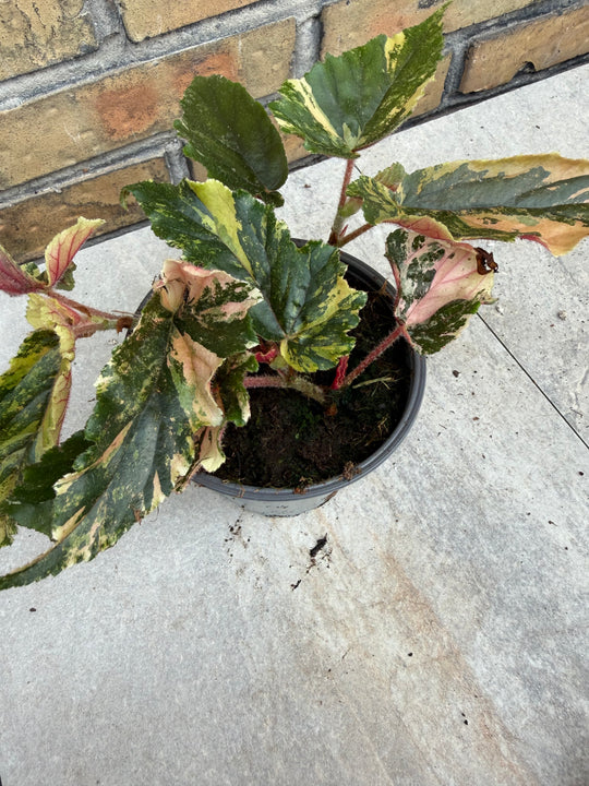 Begonia Ginny Galaxy Variegata