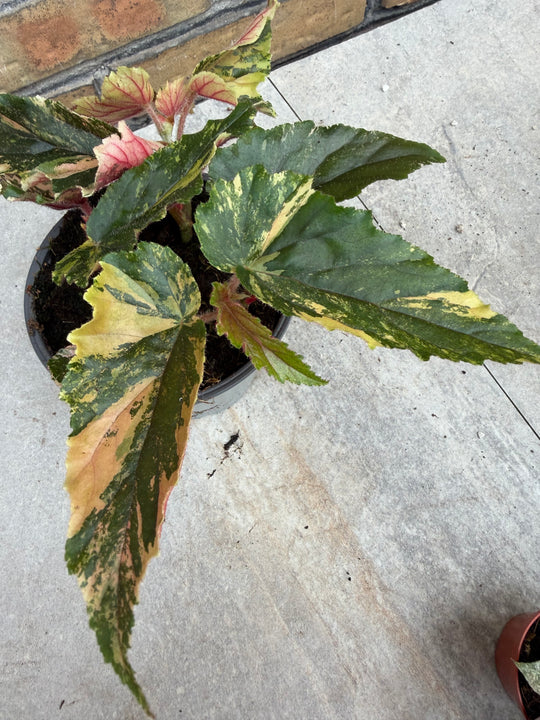 Begonia Ginny Galaxy Variegata