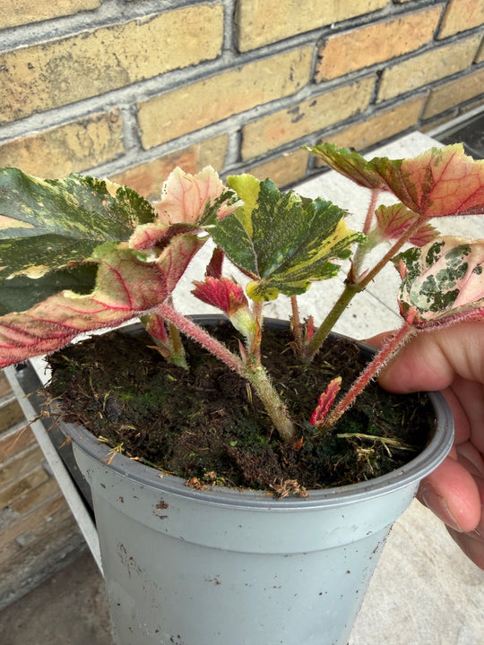 Begonia Ginny Galaxy Variegata