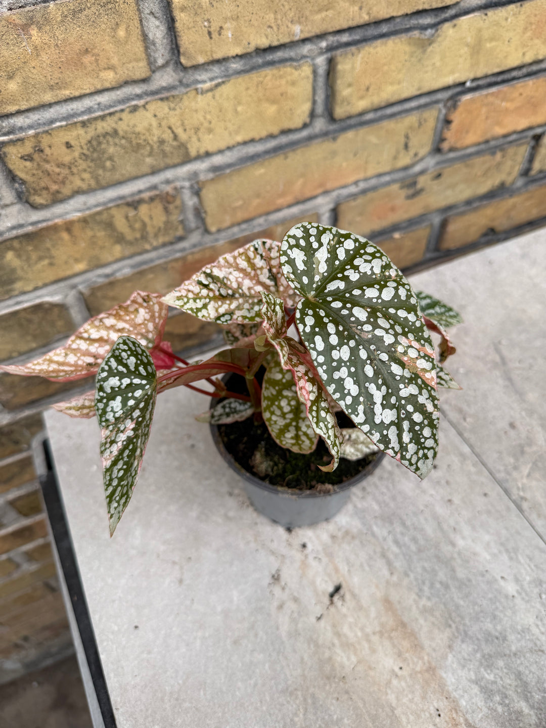 Begonia Snowcap Variegata
