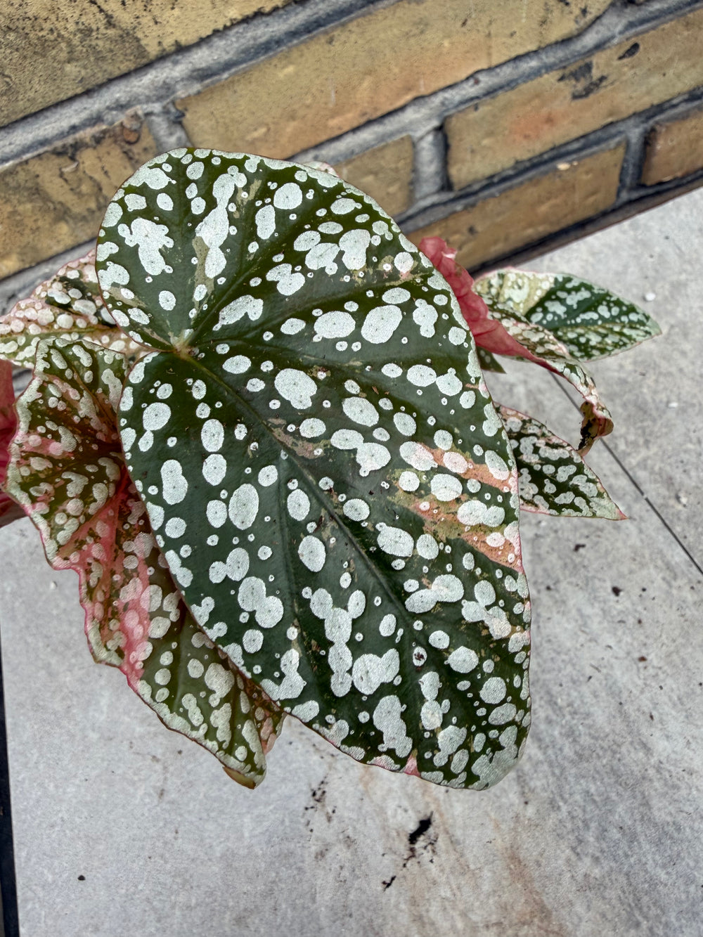 Begonia Snowcap Variegata