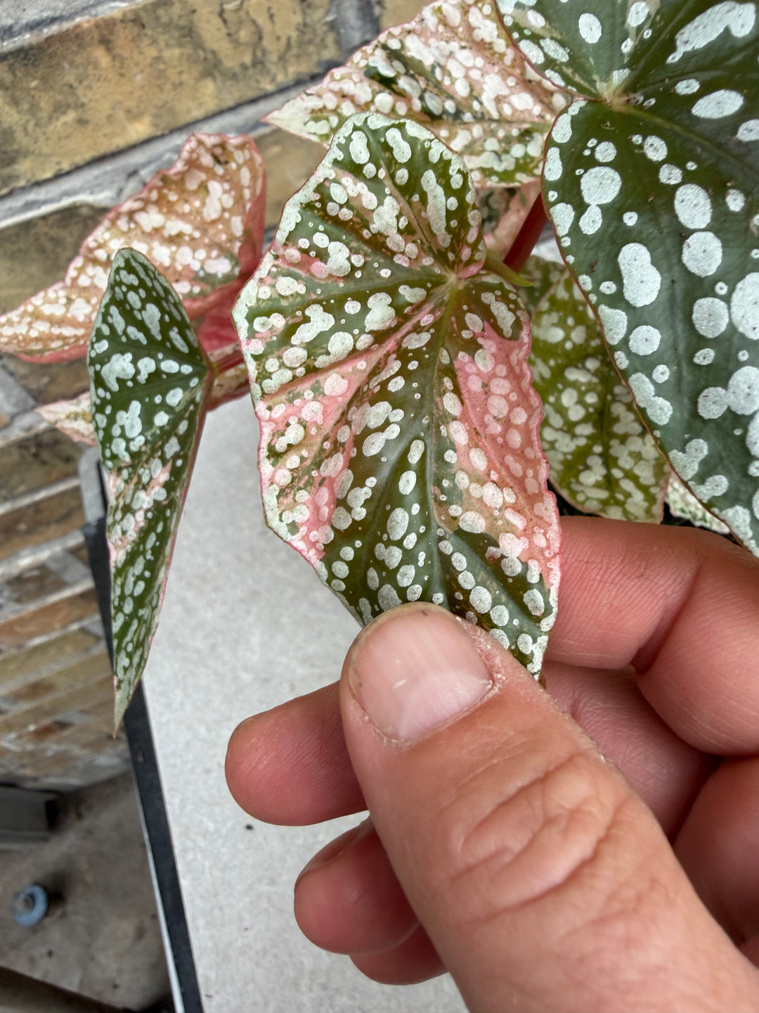 Begonia Snowcap Variegata