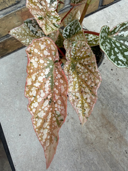 Begonia Snowcap Variegata