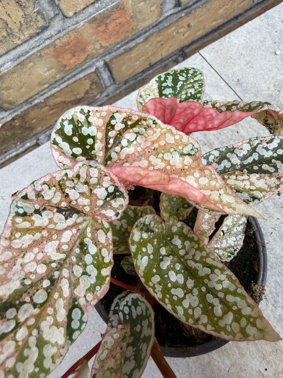 Begonia Snowcap Variegata
