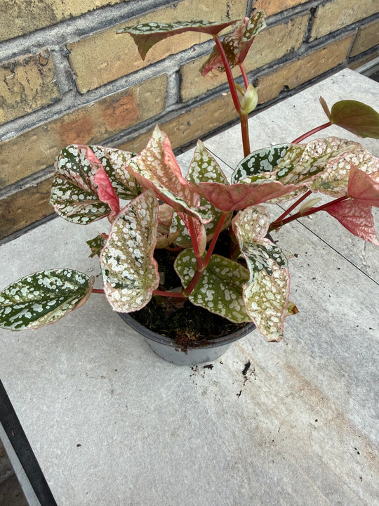 Begonia Snowcap Variegata
