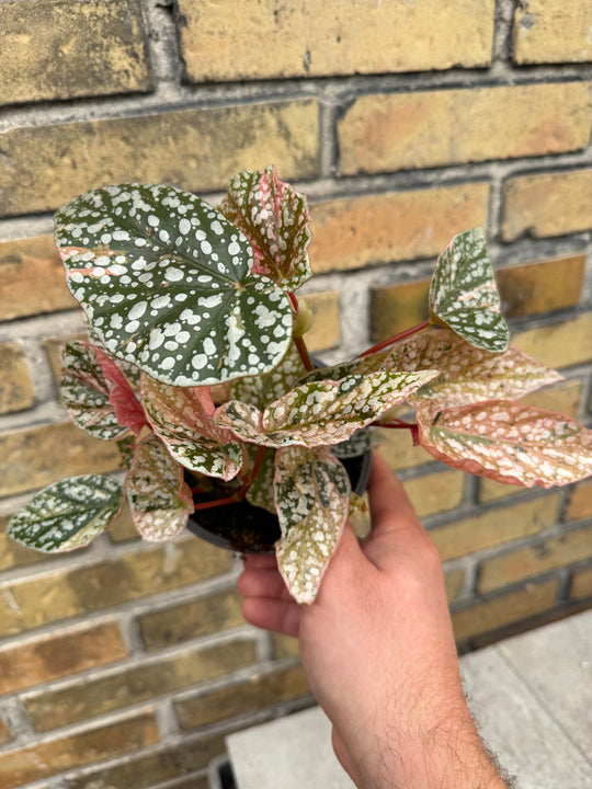 Begonia Snowcap Variegata