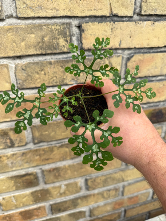 Adenia perrieri