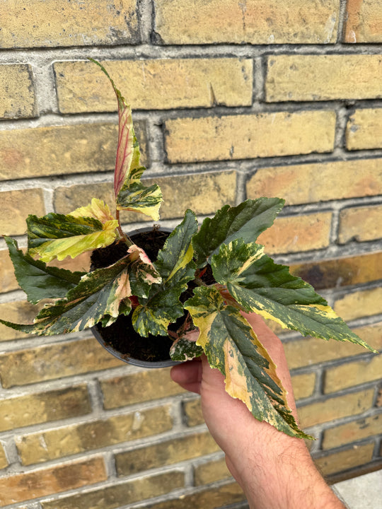 Begonia Ginny Galaxy Variegata