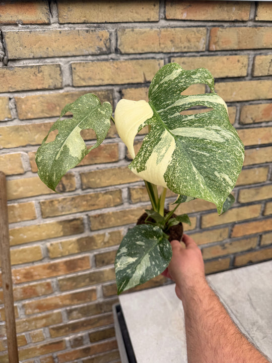 Monstera Thai Mutation
