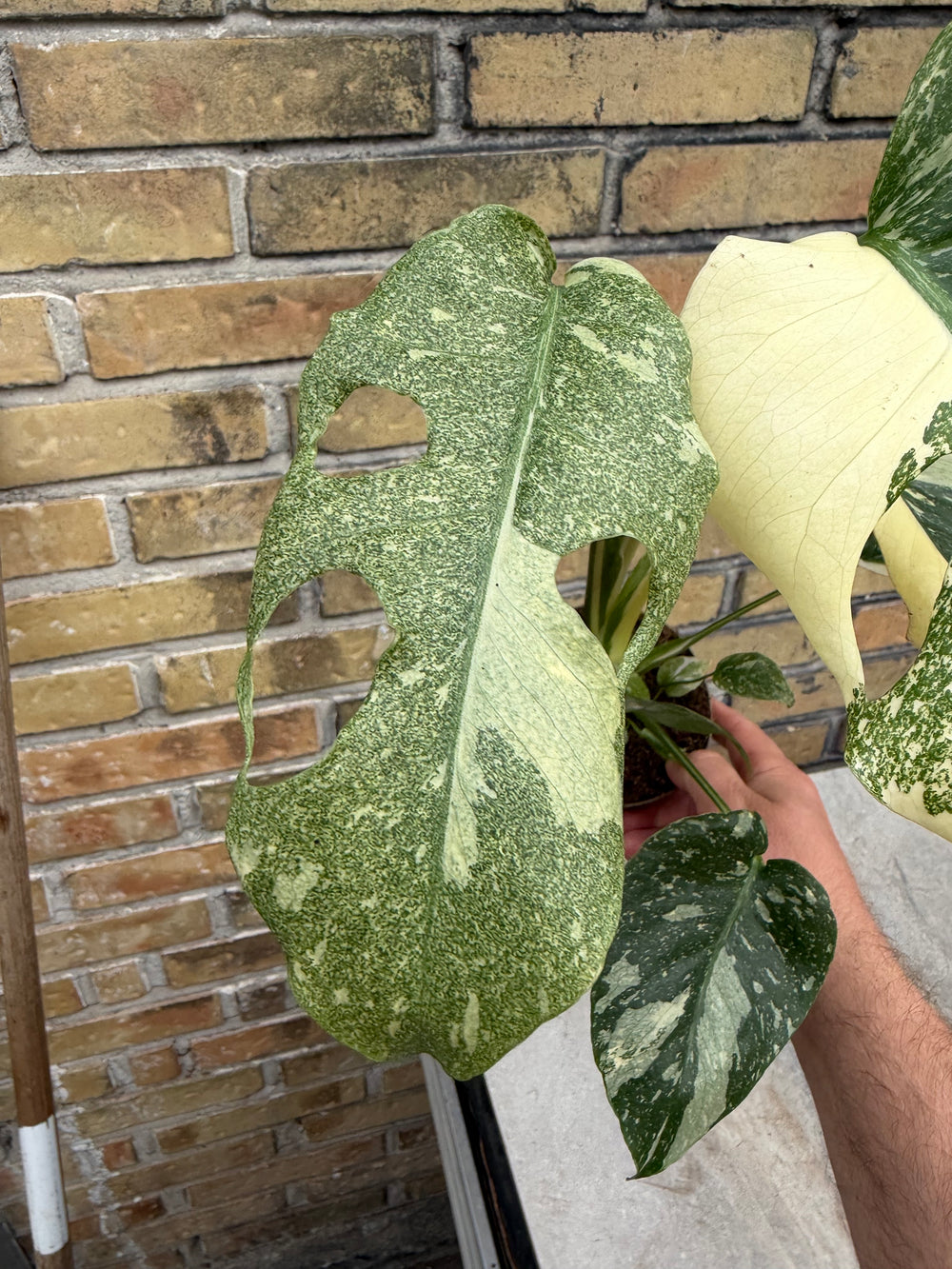 Monstera Thai Mutation