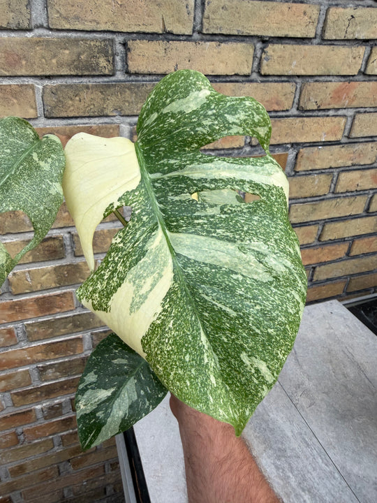 Monstera Thai Mutation