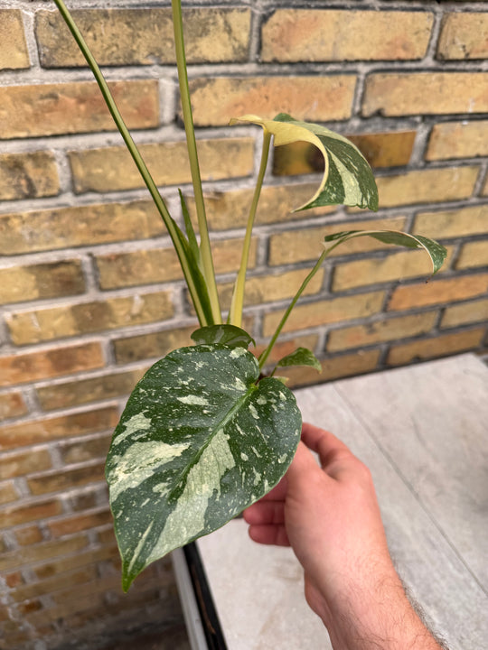 Monstera Thai Mutation