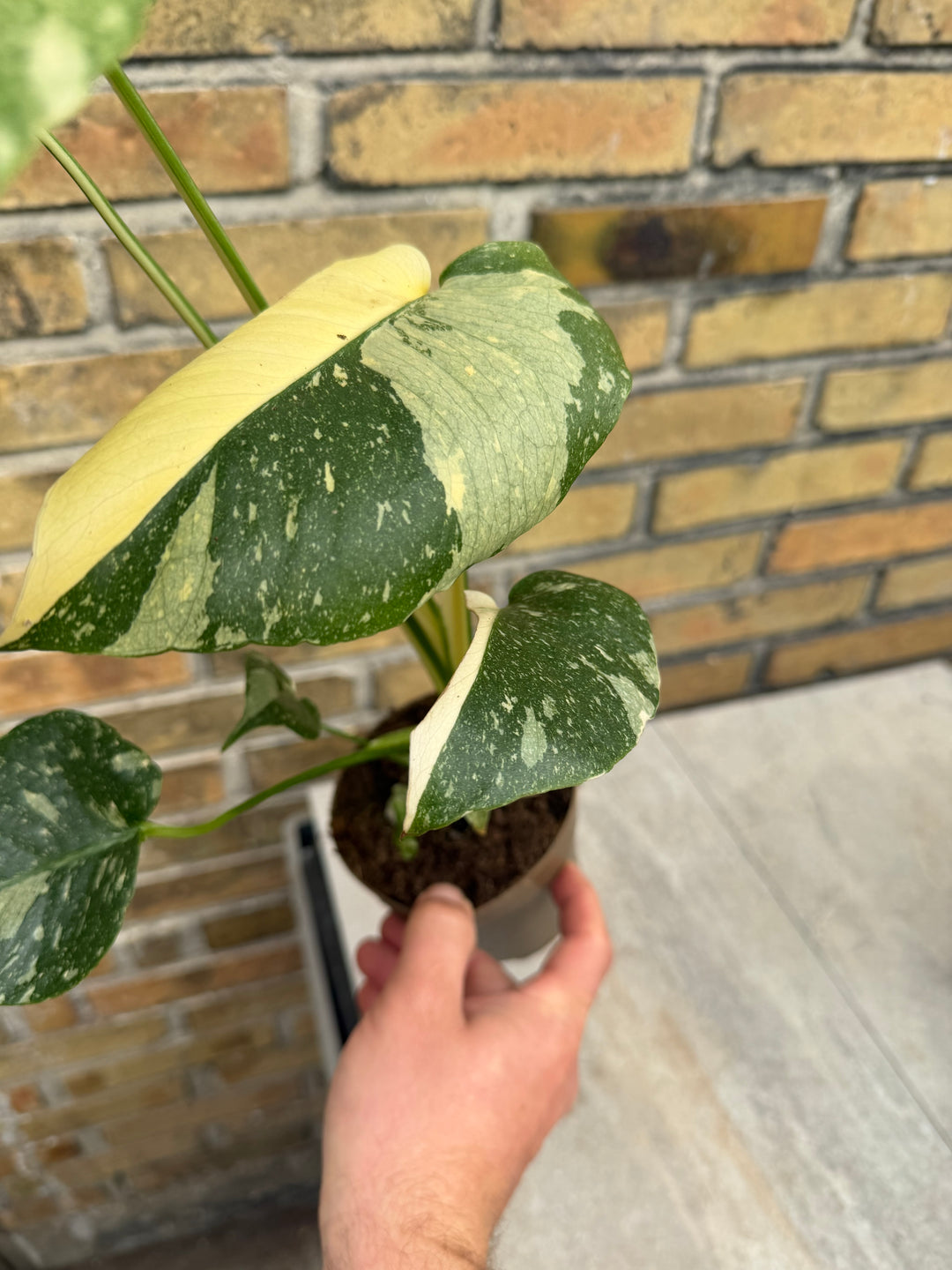 Monstera Thai Mutation