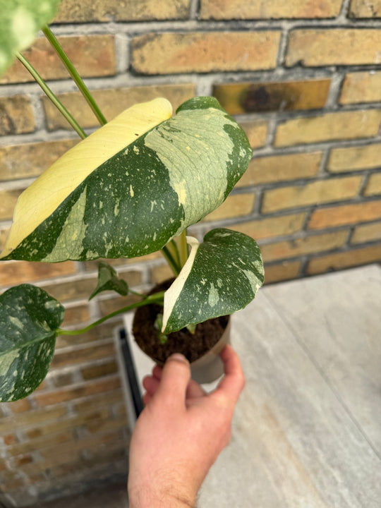 Monstera Thai Mutation