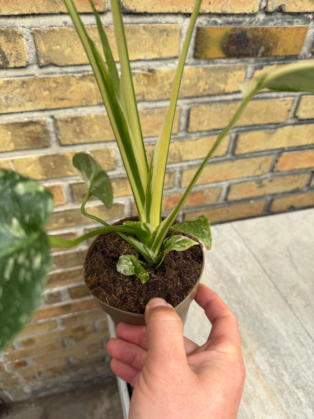 Monstera Thai Mutation