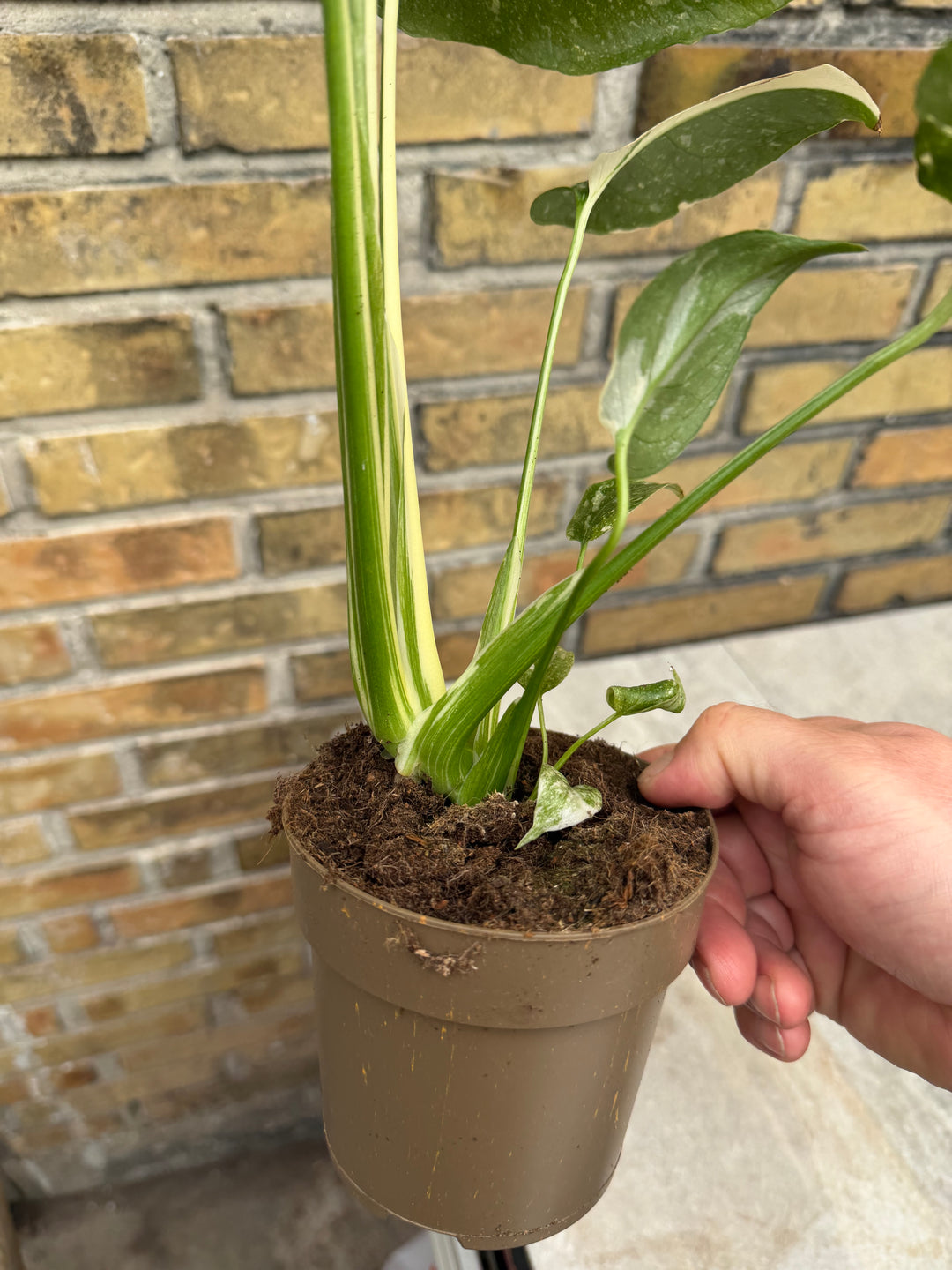 Monstera Thai Mutation