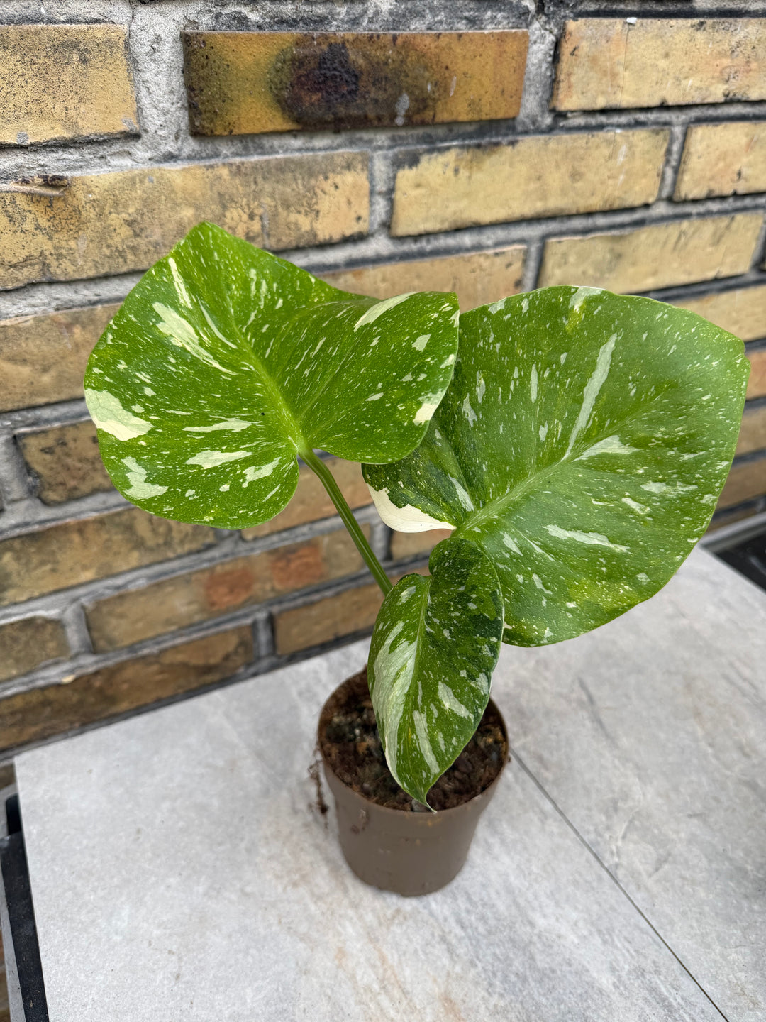Monstera Thai Constellation -kolmivärinen ihme