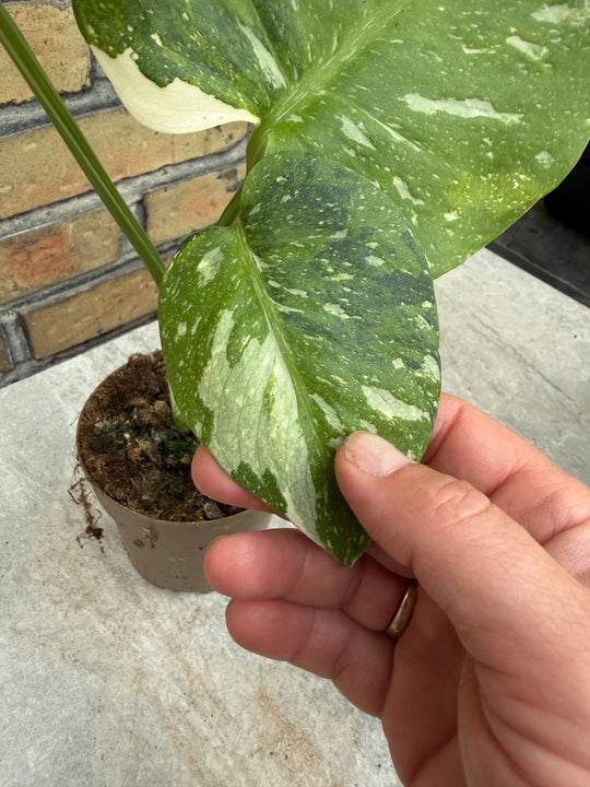 Monstera Thai Constellation -kolmivärinen ihme