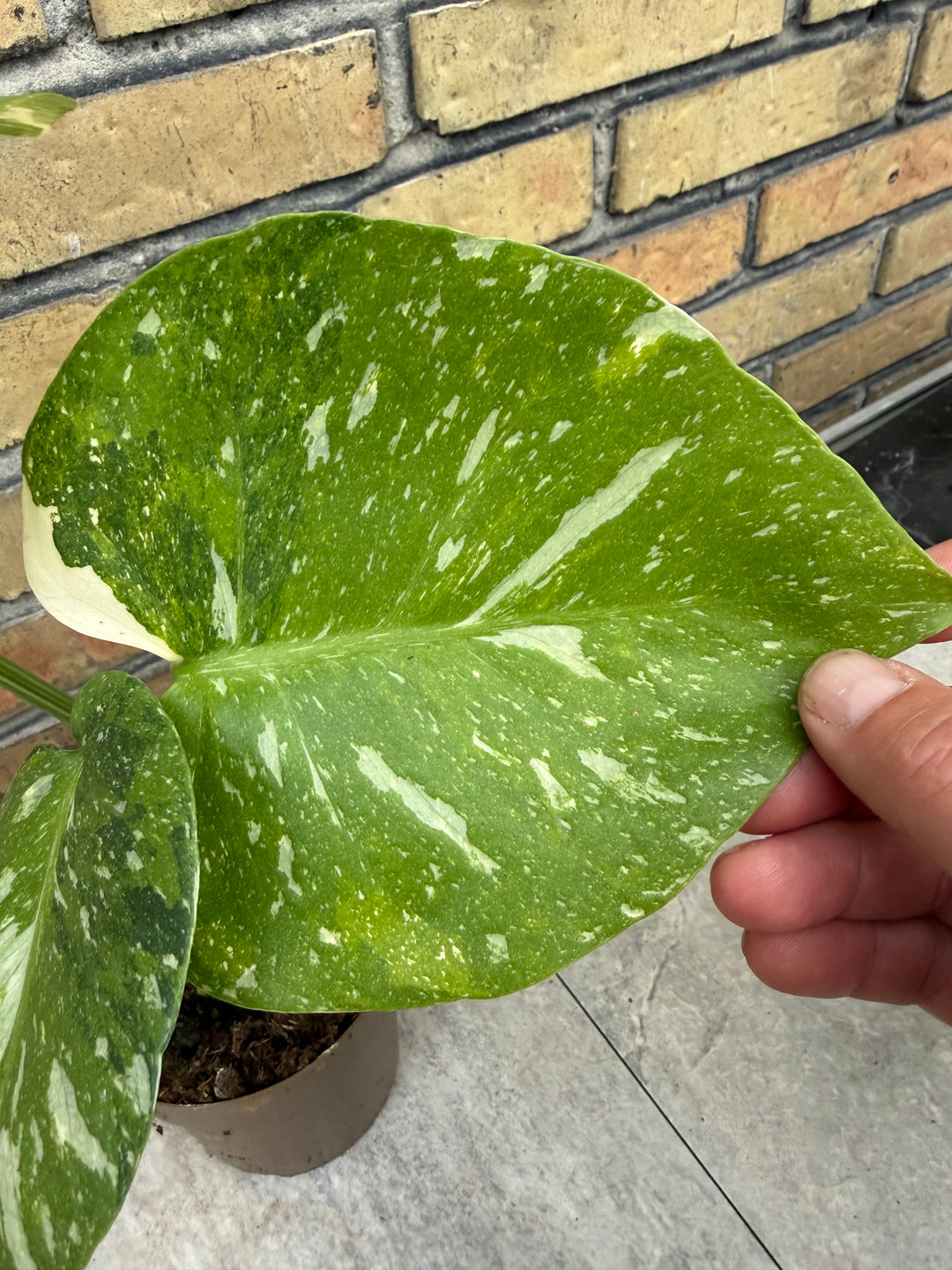 Monstera Thai Constellation -kolmivärinen ihme