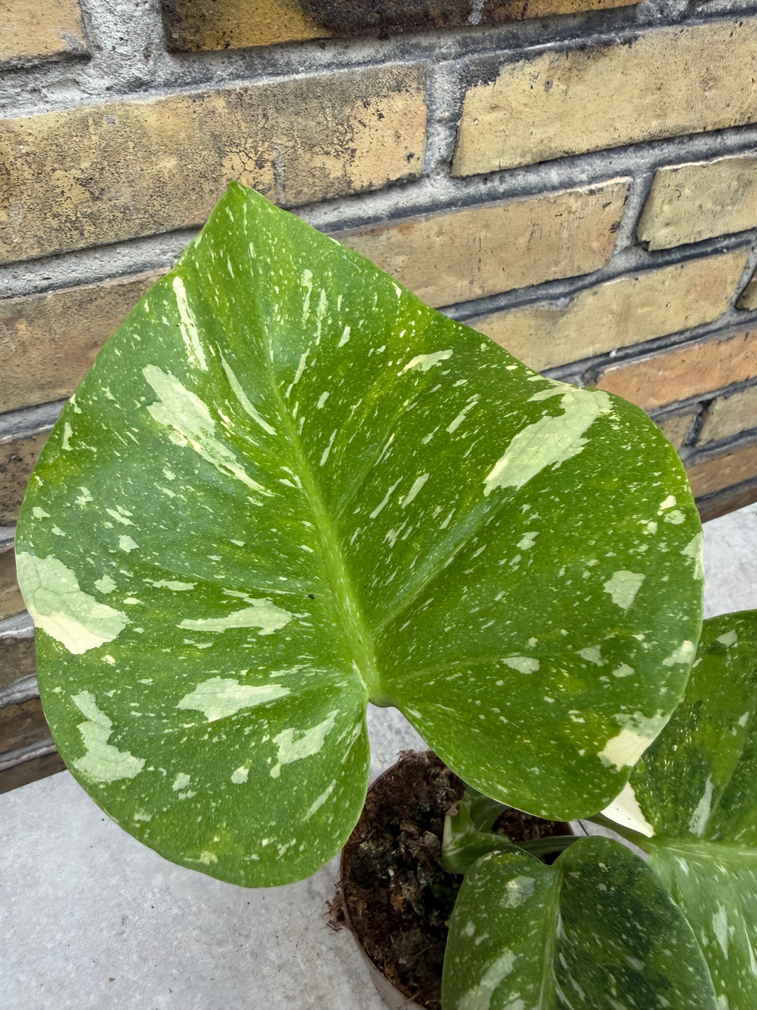 Monstera Thai Constellation -kolmivärinen ihme
