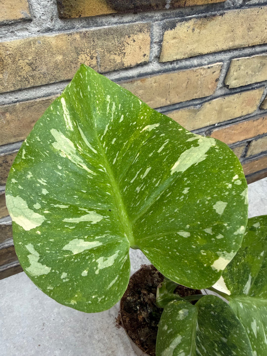 Monstera Thai Constellation -kolmivärinen ihme