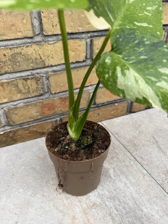 Monstera Thai Constellation -kolmivärinen ihme