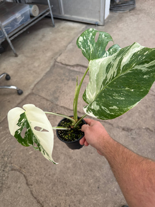 Monstera albo