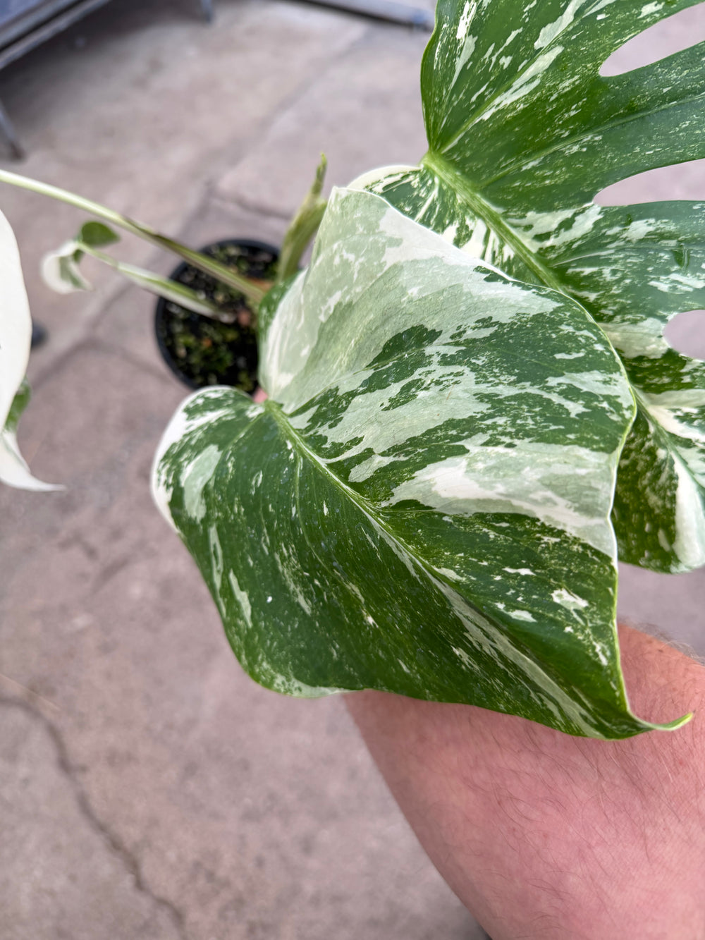 Monstera albo