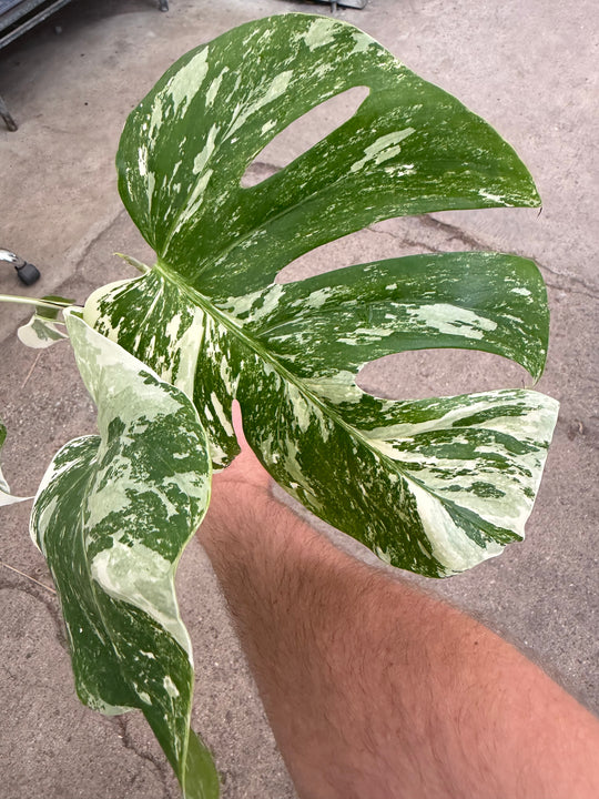 Monstera albo