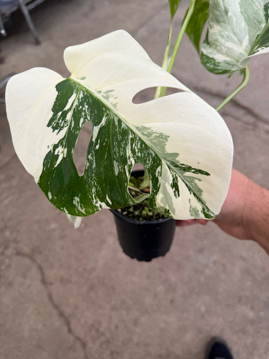 Monstera albo