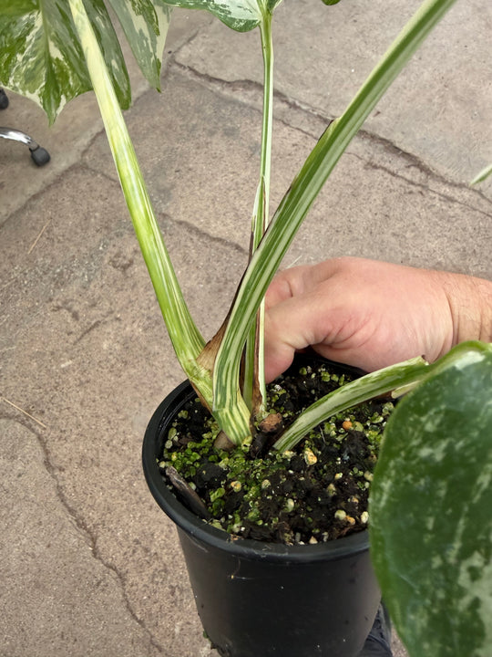 Monstera albo