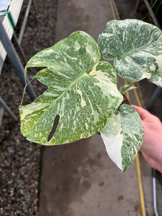 Monstera Thai constellation creme burlee