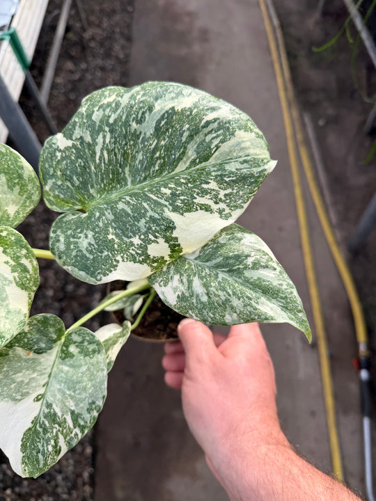 Monstera Thai constellation creme burlee