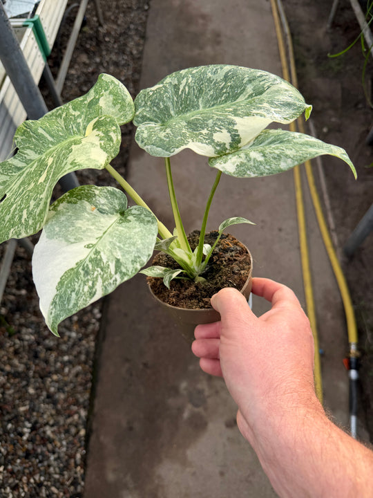 Monstera Thai constellation creme burlee