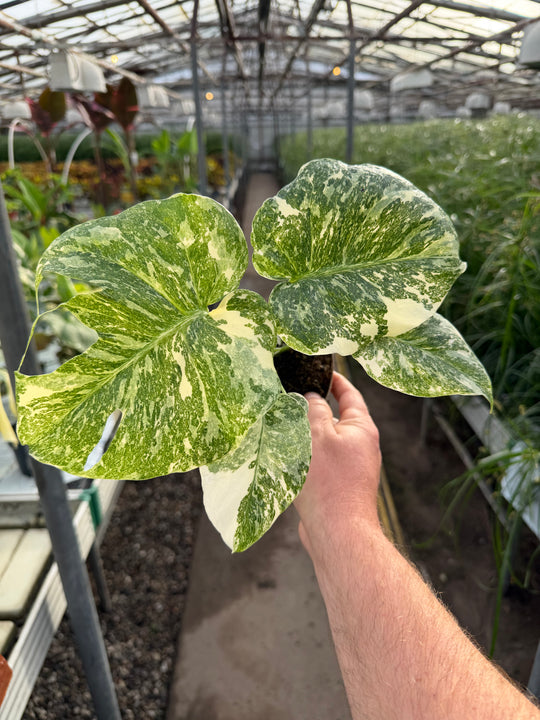 Monstera Thai constellation creme burlee