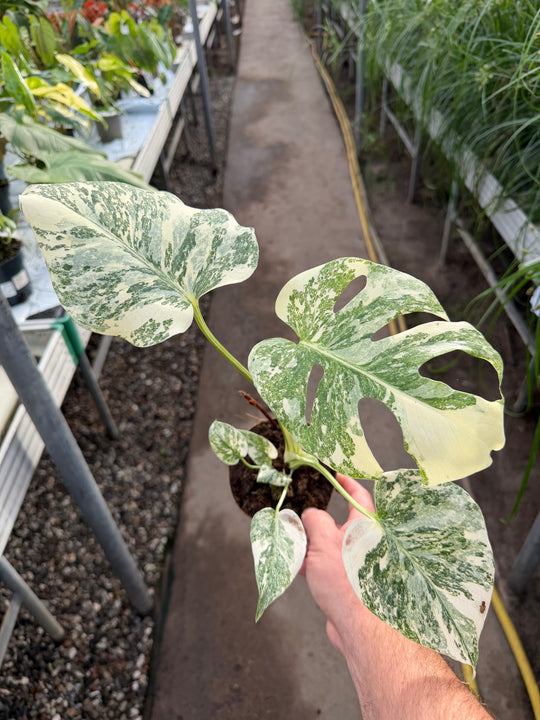 Monstera Thai constellation creme burlee