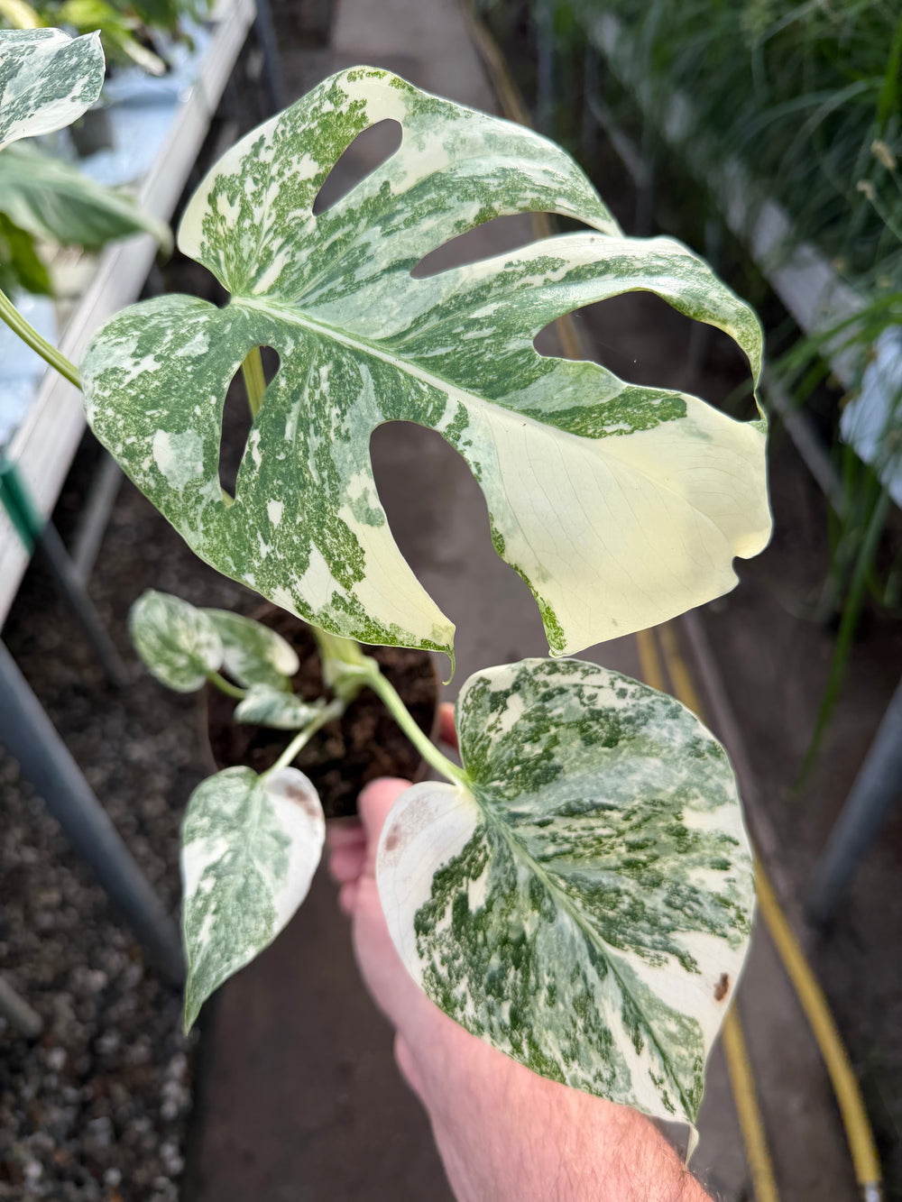 Monstera Thai constellation creme burlee