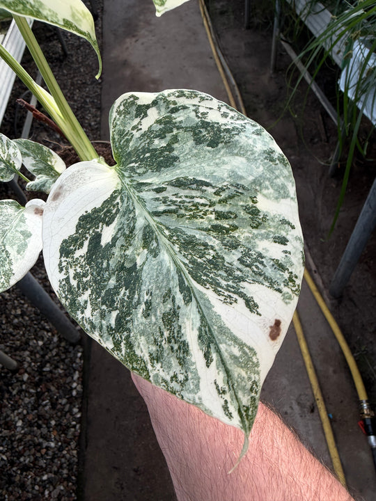 Monstera Thai constellation creme burlee