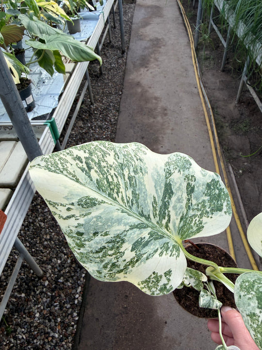 Monstera Thai constellation creme burlee