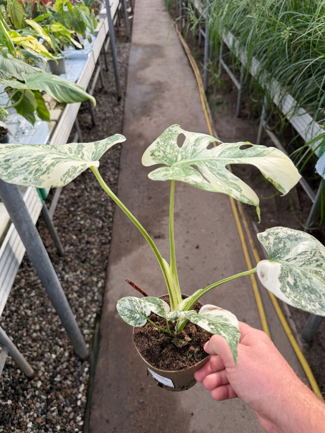 Monstera Thai constellation creme burlee