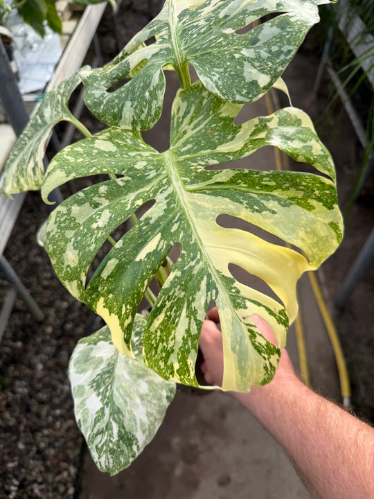 Monstera Thai Constellation creme burlee