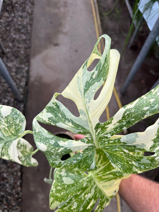 Monstera Thai Constellation creme burlee
