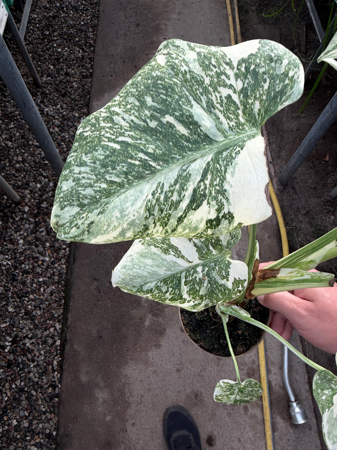 Monstera Thai Constellation creme burlee