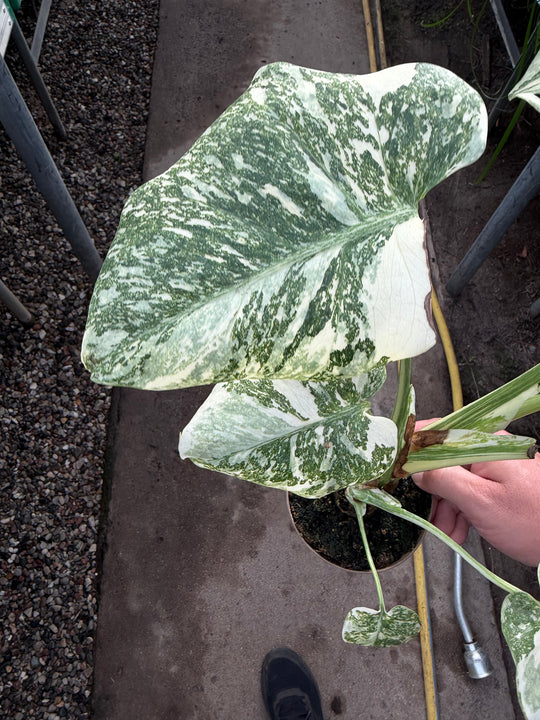 Monstera Thai Constellation creme burlee