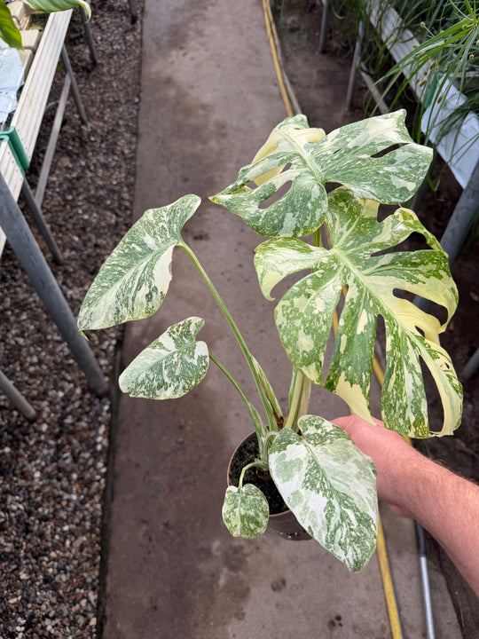 Monstera Thai Constellation creme burlee