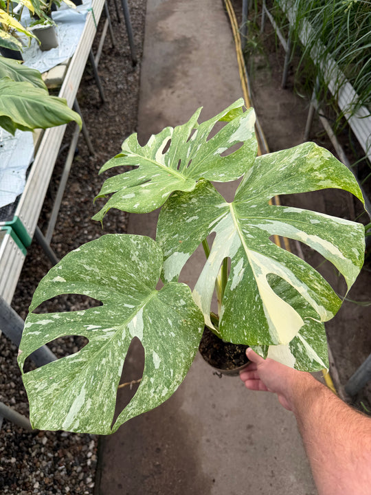 Monstera Thai constellation Green snow